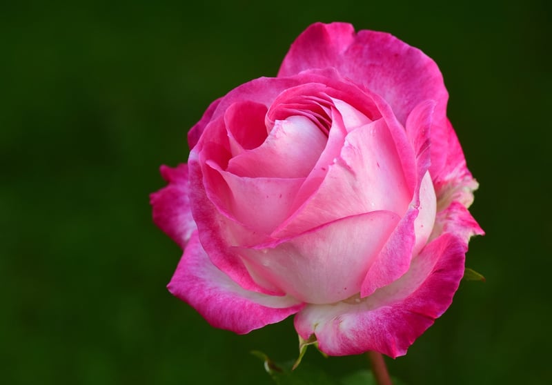 Vintage Roses